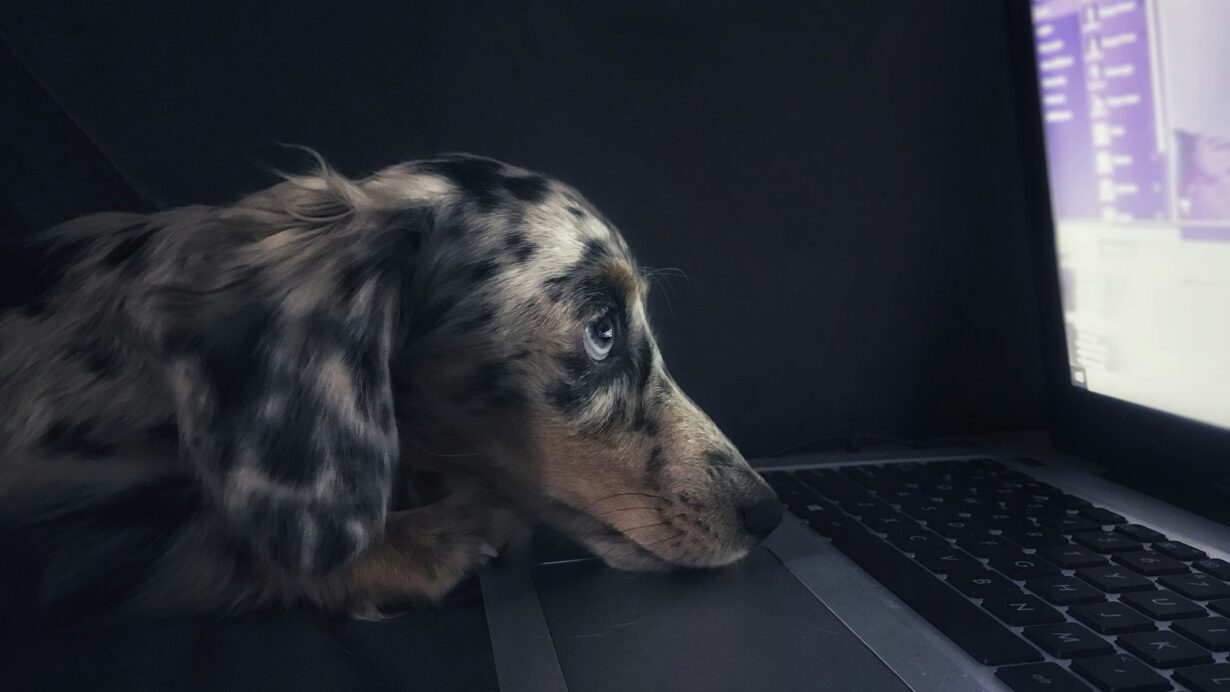 perro mirando una pantalla